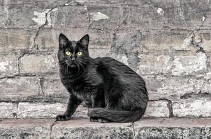 gatto nero seduto sul muro di mattoni foto