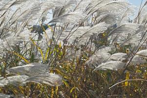 amur silver grass miscanthus sacchariflorus chiamato giapponese silver grass foto