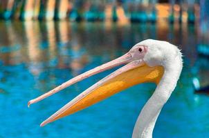 pellicano contro l'acqua foto