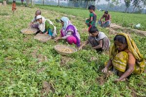 bangladesh novembre 25, 2014 Patata raccolta Locale donne raccoglie patate nel loro i campi a Thakurgong, bangladesh. foto