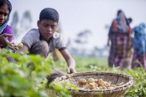 bangladesh novembre 25, 2014 Patata raccolta locale donne raccoglie patate nel loro i campi a Thakurgong, bangladesh. foto