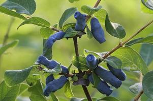 Close up immagine di frutti di caprifoglio blu foto