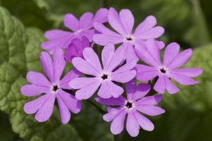 primula giapponese, primula sieboldii, primula asiatica e primula cortusoides foto