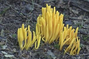 fungo di fusi d'oro, clavulinopsis fusiformis, corallo giallo a forma di fuso e fata club a forma di fuso. foto