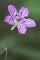 cranesbill, geranium wlassovianum o geranio cranesbill di wlassov foto