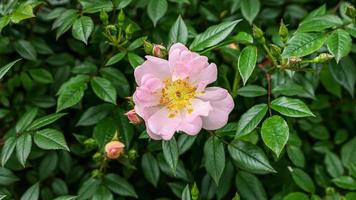 bellissimo rosa canina rosa fiori foto