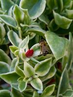 vespa su il verde foglia natura primavera sfondo foto