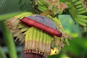 Banana fiore, colorato, rosso fiore nel betul madhya pradesh, colorato Banana fiore nel il pieno fioritura, natura brillare foto