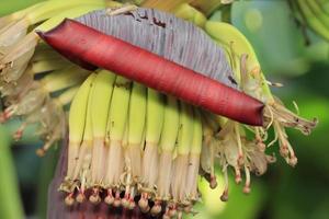 Banana fiore, colorato, rosso fiore nel betul madhya pradesh, colorato Banana fiore nel il pieno fioritura, natura brillare foto