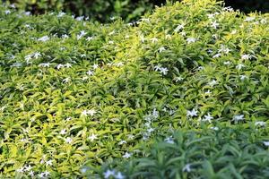 formale giardino. un' riga di sferico rifilato lussureggiante ginepro arbusto siepi in crescita su prato nel il davanti di un' riga di abete alberi foto