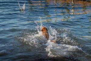 cane giocando andare a prendere nel il acqua foto