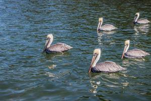 pellicani nel il acqua su un' soleggiato giorno foto