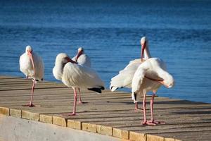 gregge di ibis uccelli su un' bacino nel chiave largo, Florida foto