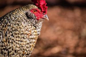 Gallo al di fuori con sfocato sfondo foto