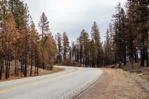 bruciato alberi nel il foresta su il lato di un' strada foto