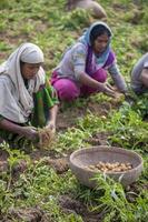 bangladesh novembre 25, 2014 Patata raccolta locale donne raccoglie patate nel loro i campi a Thakurgong, bangladesh. foto