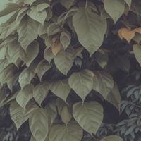 estetico verde sfondo con le foglie e impianti foto