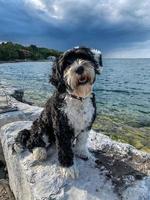 cane seduta su un' roccia a incornare baia, manitoulin isola foto