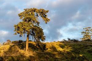 pino albero nel il luce del sole a pedder baia, Britannico columbia foto