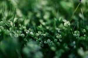 verde erba botanica e natura paesaggio per il casa la zona, paesaggio e assunzione cura di natura e il ambiente foto