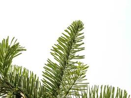 verde naturale pino rami di un' Natale albero su un' bianca sfondo avvicinamento foto