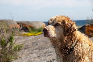 bagnato cane da riporto cane foto