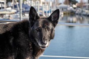 Tedesco Pastore cane su un' barca foto