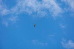 uccello di preda a caccia contro il sfondo di blu cielo su un' caldo estate giorno foto