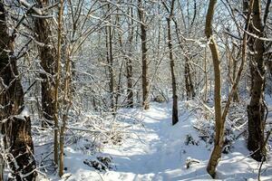 inverno paesaggio con un' foresta strada tra innevato alberi su un' soleggiato giorno nel Polonia foto