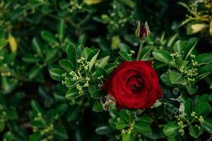 grande rosso romantico rosa nel il giardino contro il sfondo di verde le foglie su un' estate giorno foto