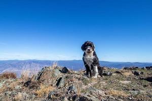 cane su seduta su superiore di mt kobau nel Britannico columbia foto