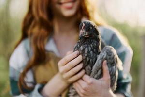 un' giovane donna contadino Spettacoli il pollo avvicinamento Tenere esso su per ispezione. biologico azienda agricola e salutare uccelli foto