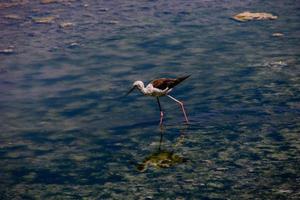 poco bianca uccello su un' sale lago nel calpe Spagna su un' estate giorno... foto