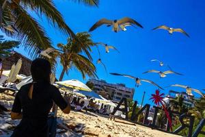 playa del Carmen quintana roo Messico 2021 alimentazione volante gabbiano uccello gabbiano uccelli blu cielo sfondo Messico. foto