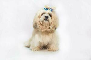 shih tzu mostrare classe cane bianca ritratto a studio su bianca sfondo foto