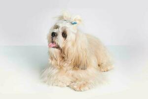 shih tzu mostrare classe cane bianca ritratto a studio su bianca sfondo foto