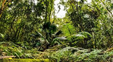 sorprendente natura sfondo foto