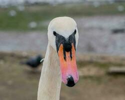 viso di un' cigno foto