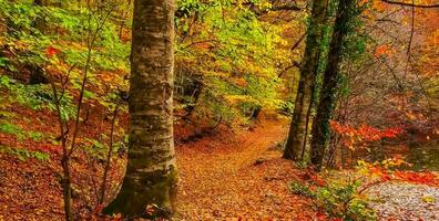 sorprendente natura sfondo - bellissimo paesaggio foto