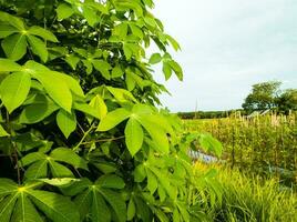 verde manioca foglia impianti adatto per sfondo foto