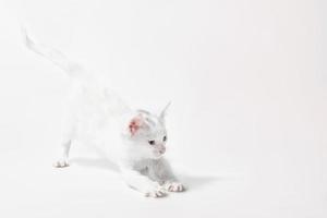 gattino bianco che si estende su uno sfondo chiaro foto