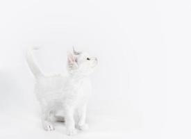 gattino bianco che osserva in su