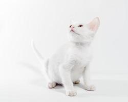 gattino bianco alzando lo sguardo su uno sfondo bianco