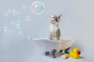 gattino in una vasca da bagno con le bolle foto