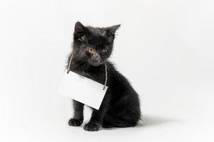 gattino che indossa un segno in bianco foto