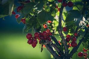 maturo rosso ribes nel un' estate giardino su un' cespuglio su un' estate giorno foto