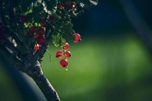 maturo rosso ribes nel un' estate giardino su un' cespuglio su un' estate giorno foto