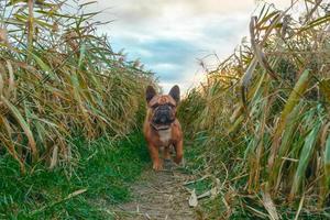 bulldog francese in un campo