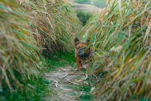 bulldog francese che si nasconde nell'erba foto
