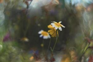 fiori selvatici nel un' prato avvicinamento nel Europa su un' caldo estate giorno foto